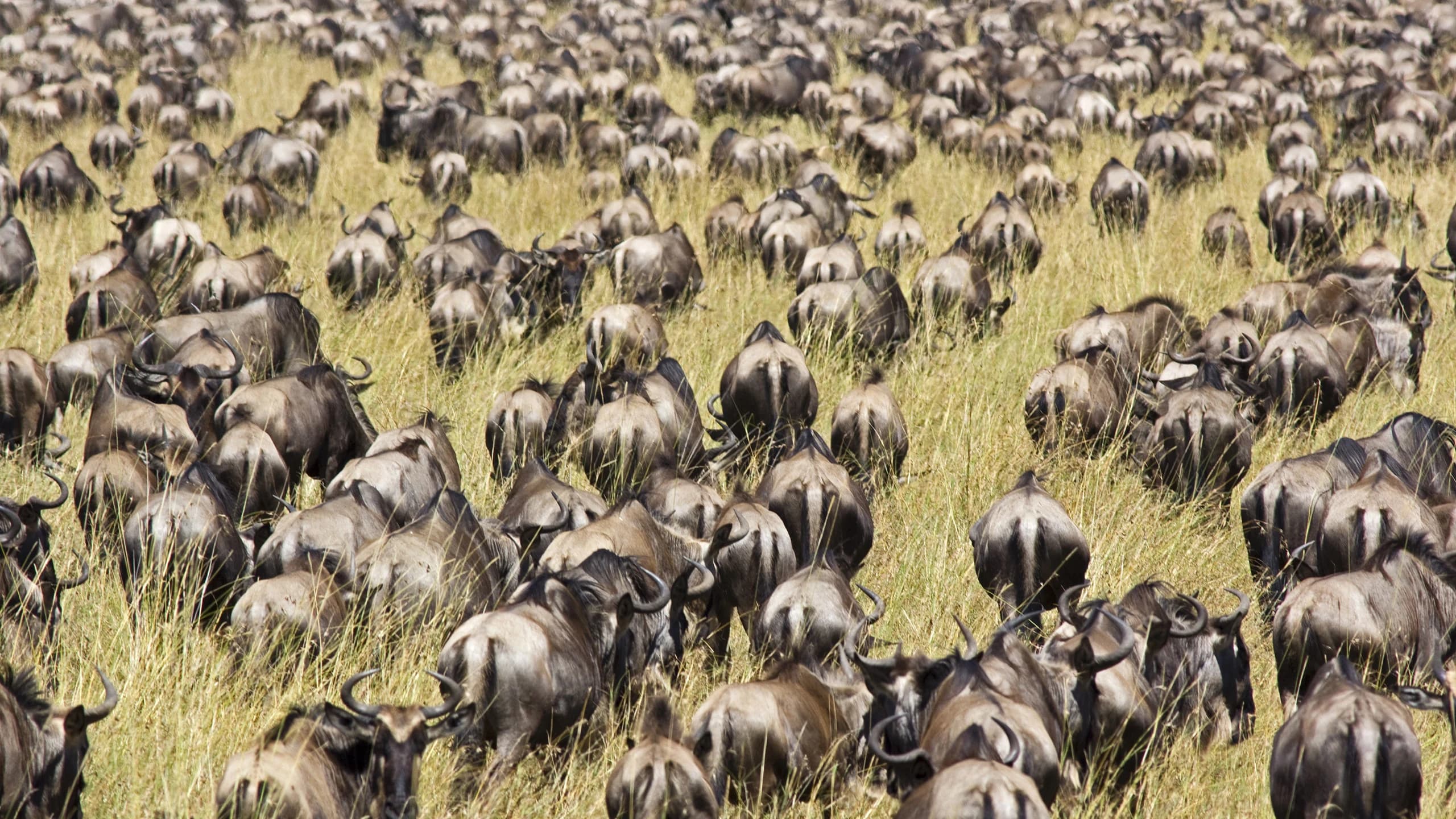 Huge herd of wildebeest filling the whole grassy plain