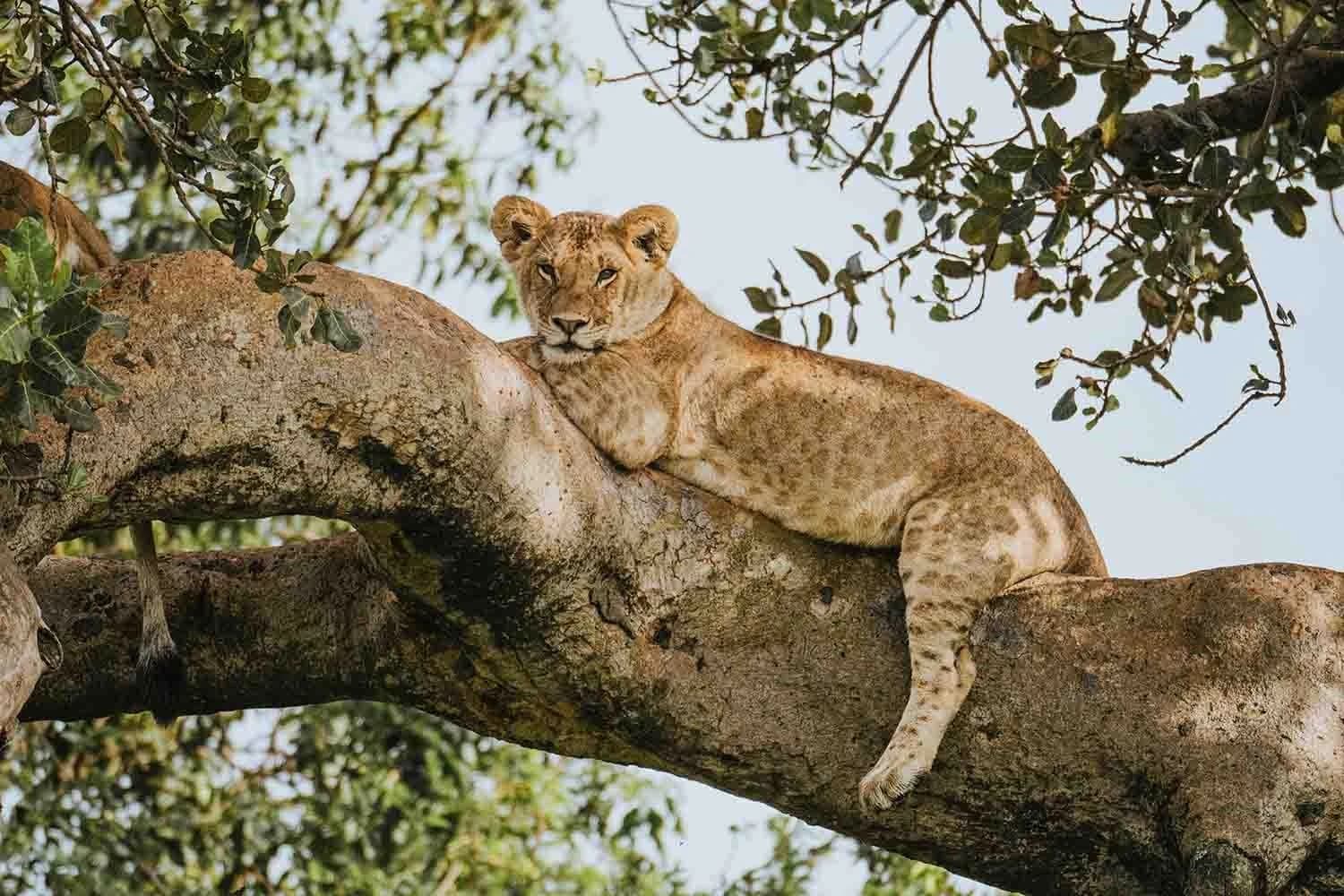 Lioness lying along a tree branch in dappled light