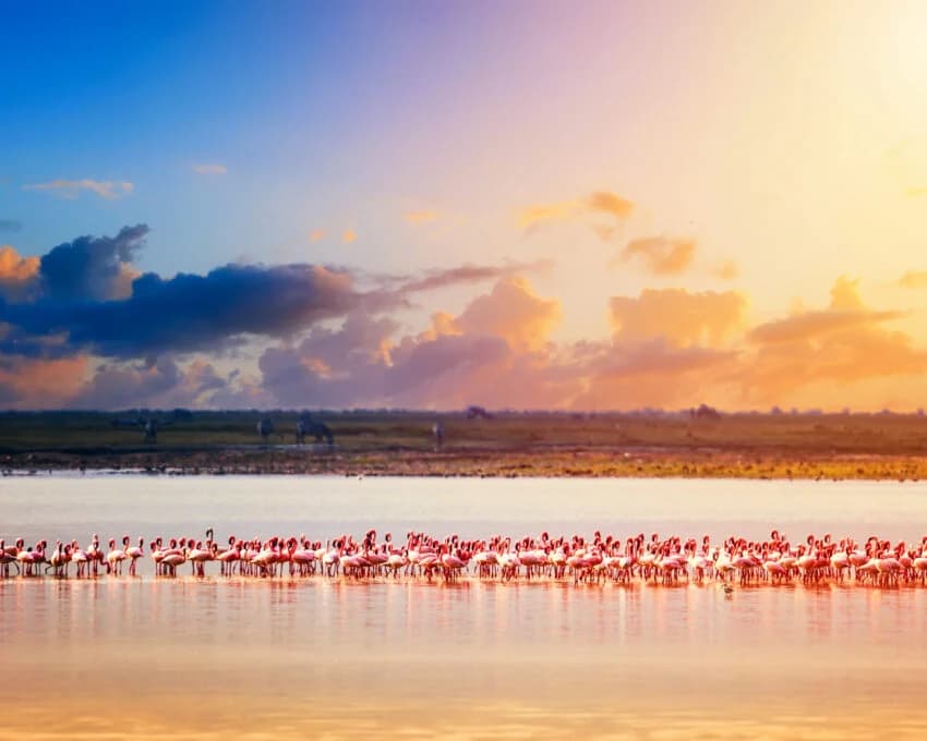 Flamingos lined along shallow lake under vivid sunset sky
