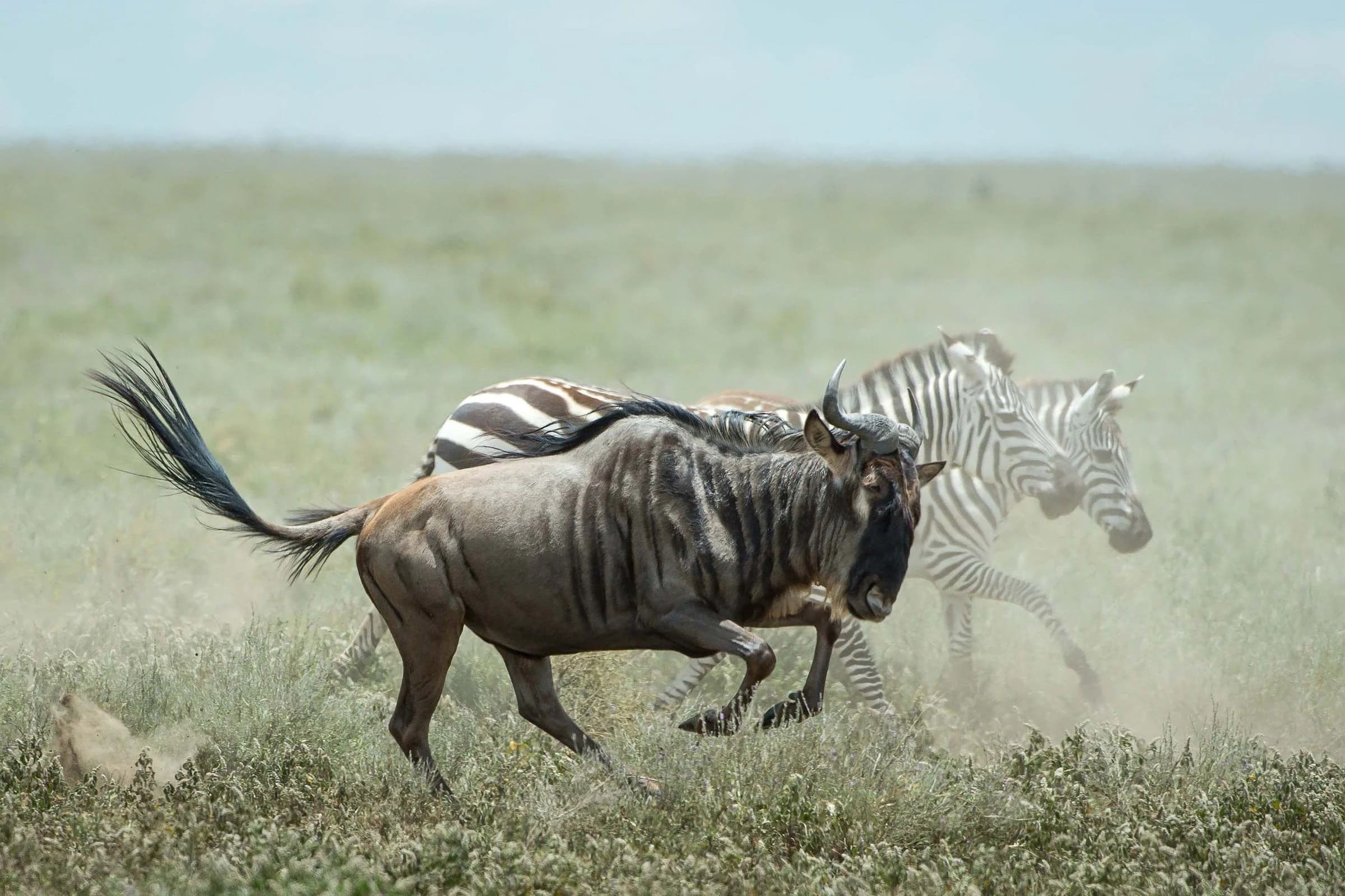 Wildebeest and zebras running through dust on green plain