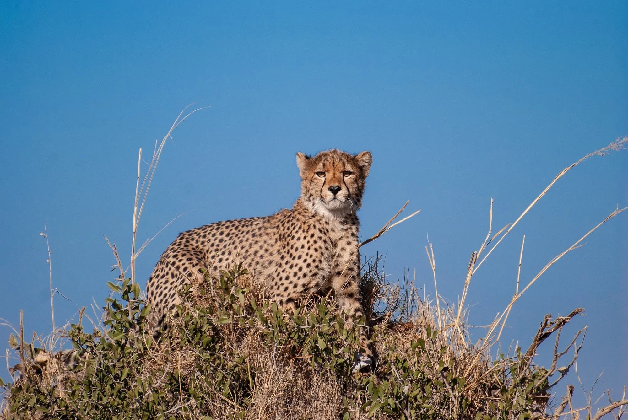 Cheetah on a grassy mound against deep blue sky