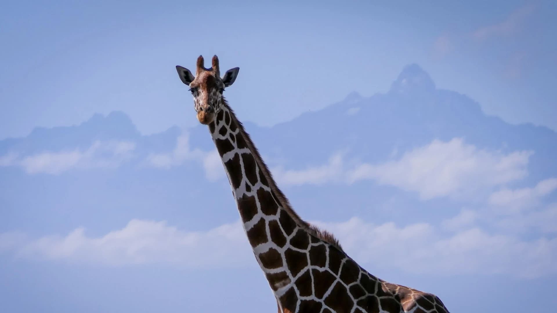 Reticulated giraffe neck and head against blue sky and jagged peak