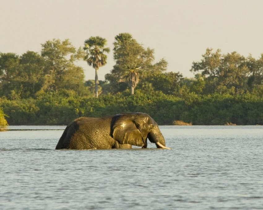 Elephant wading across a wide river with palms behind