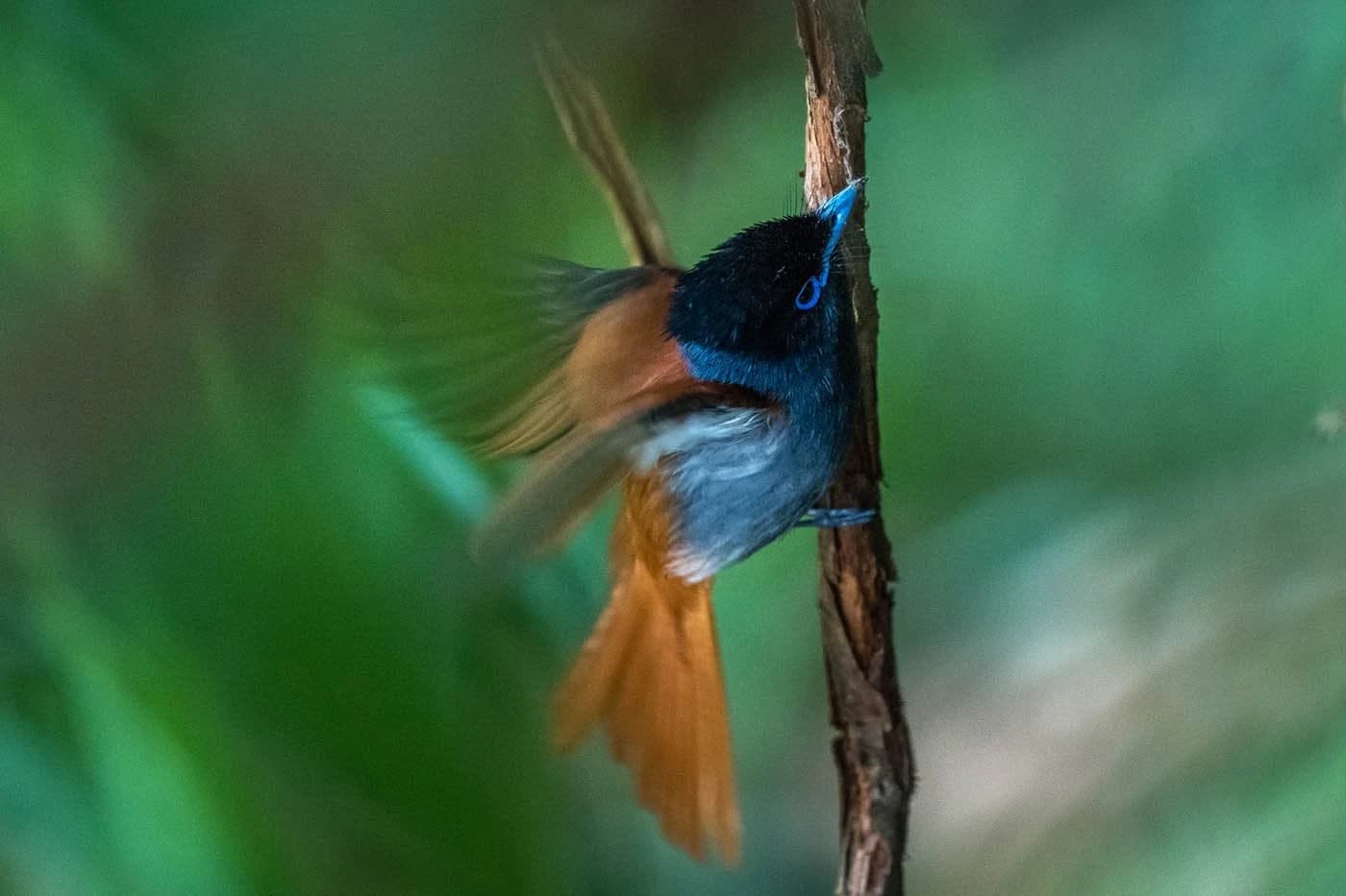 Blue and orange bird clinging to a trunk in motion blur