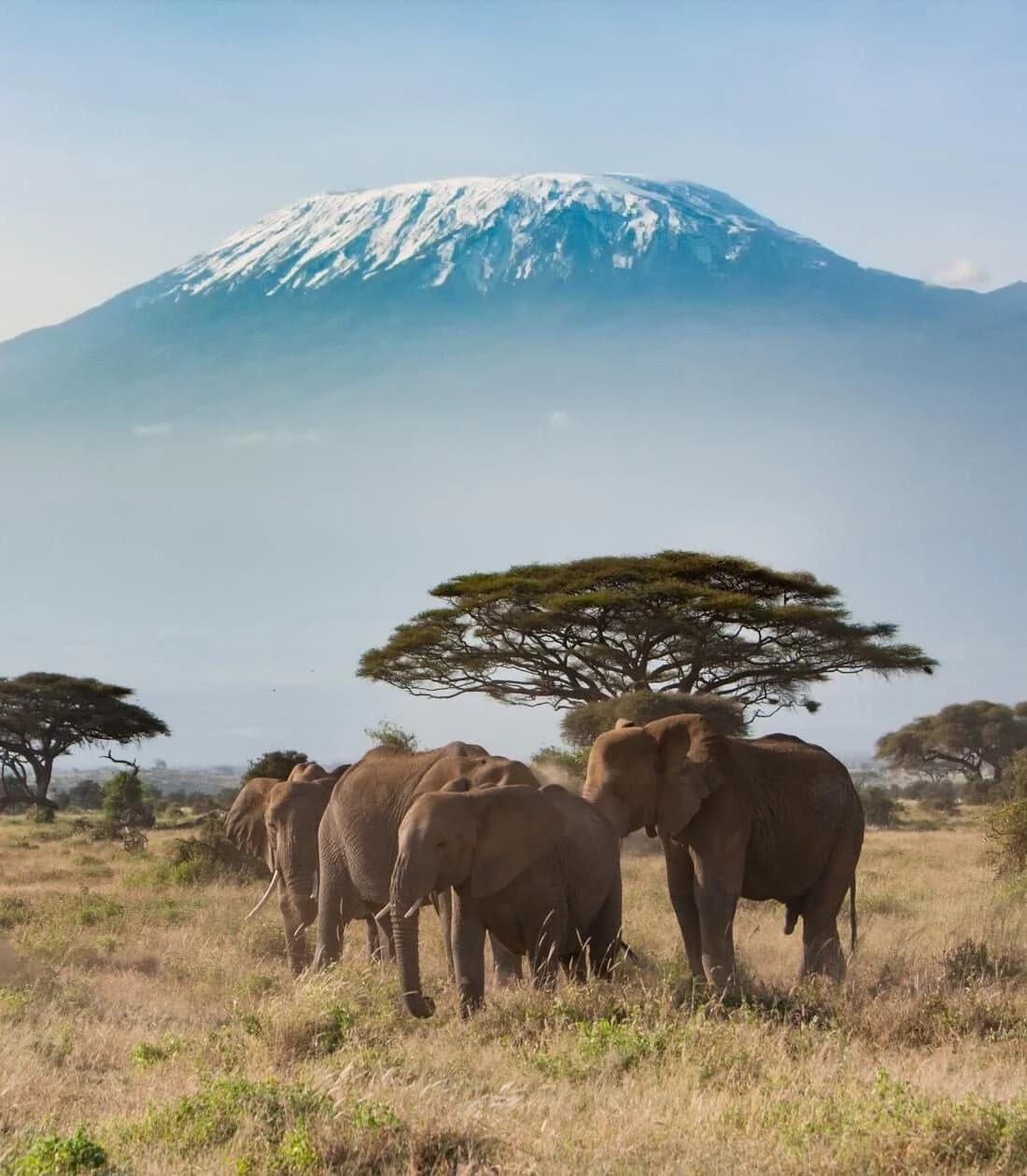 Elephants under flat topped acacia with Kilimanjaro behind, tall crop