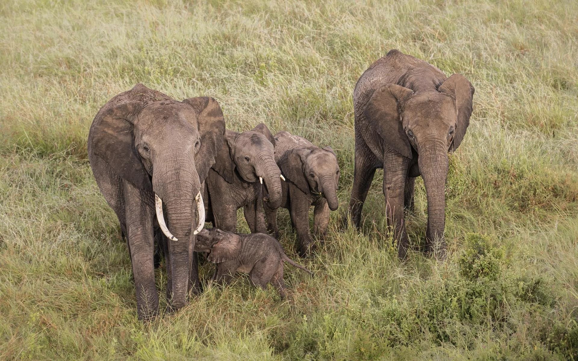 Elephant family with calves standing together on grass