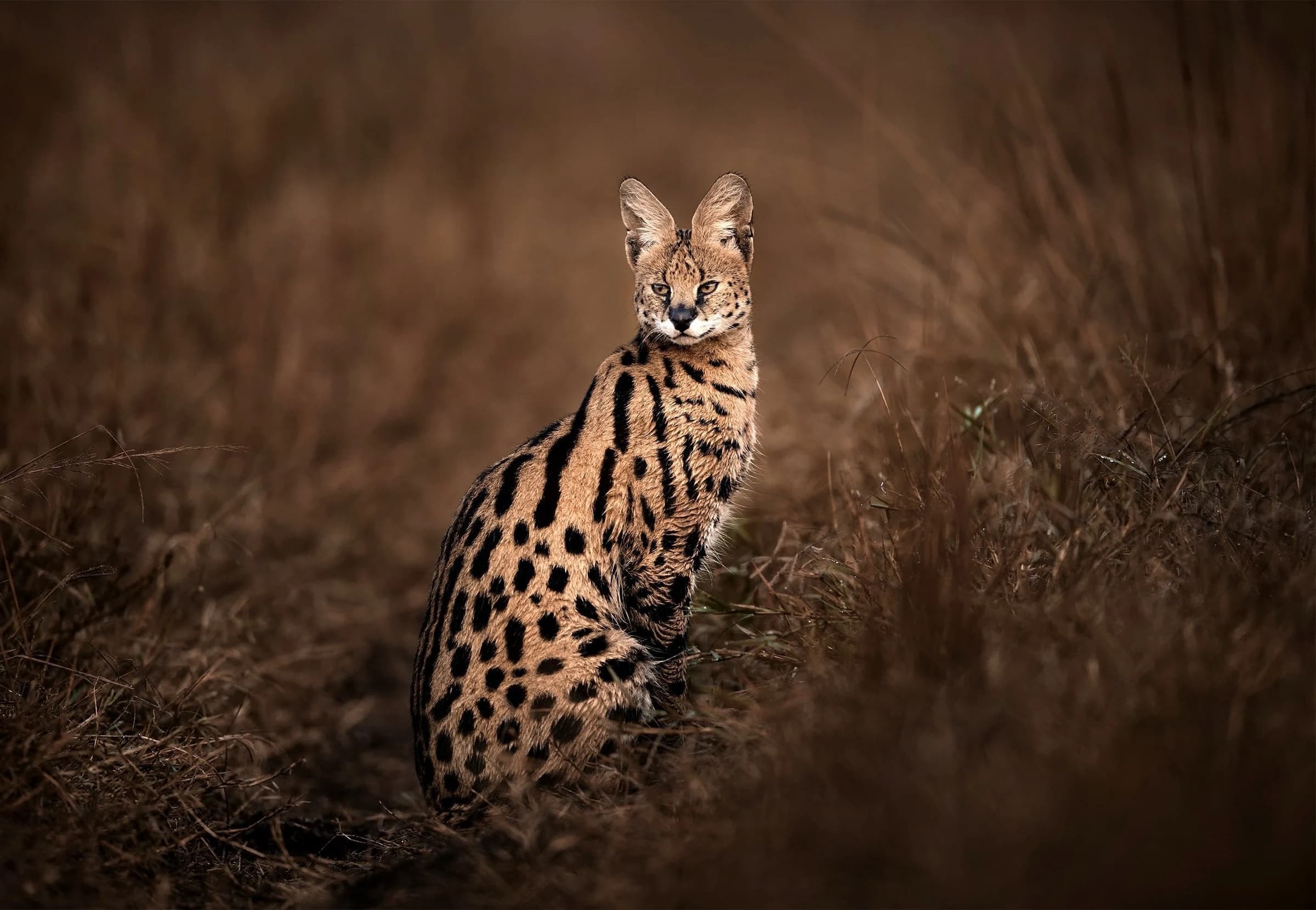 Serval sitting in dark golden grass, moody low key portrait