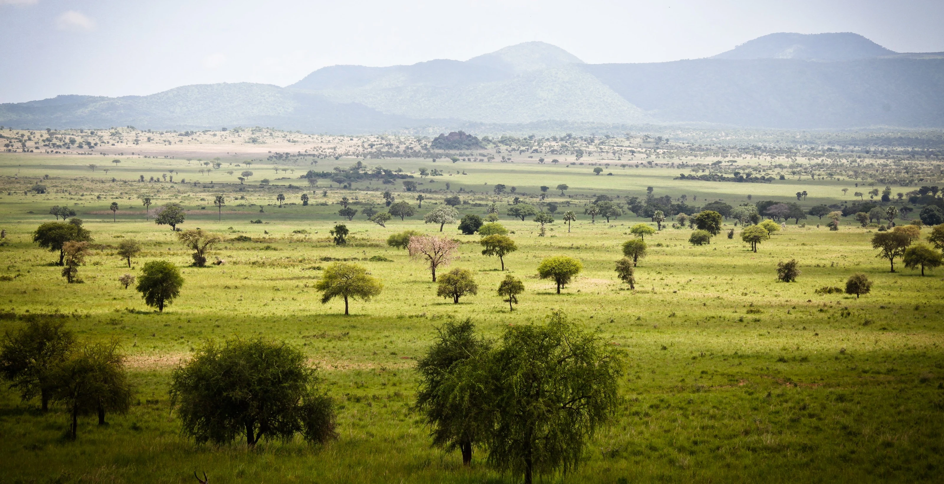 Green savanna dotted with trees below the mountains of Kidepo Valley