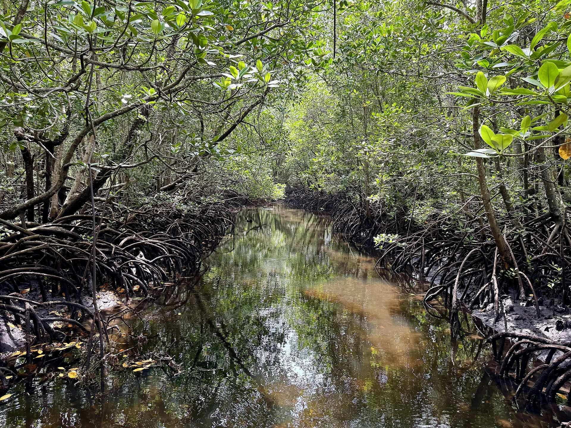 A tidal creek winding through mangrove forest in Jozani Chwaka Bay National Park