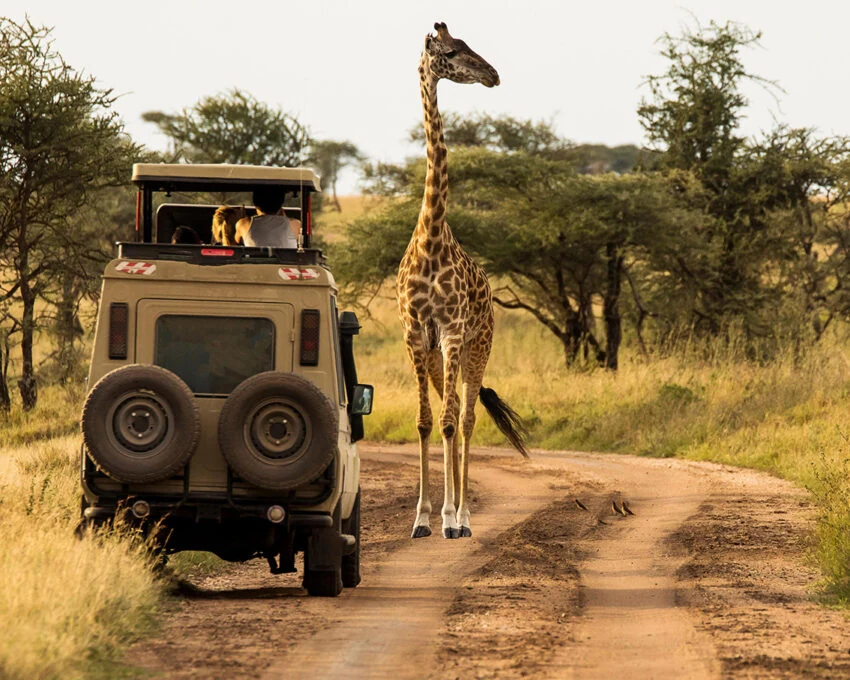 Safari vehicle waiting on a track as a giraffe walks past