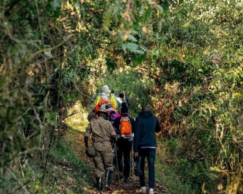 Trekkers and a ranger on a narrow forest trail on Mount Muhabura