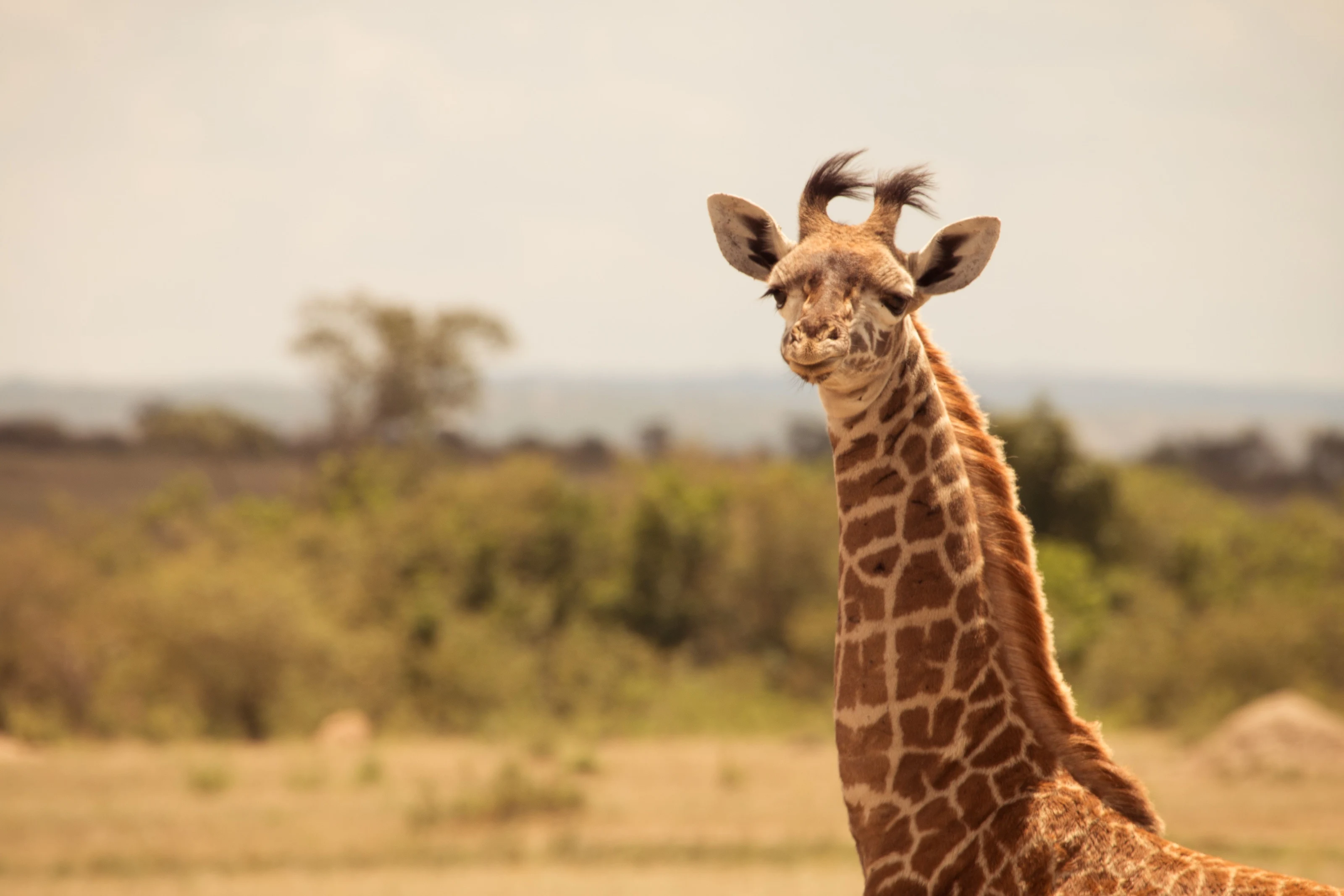 Young giraffe head and neck against soft bush