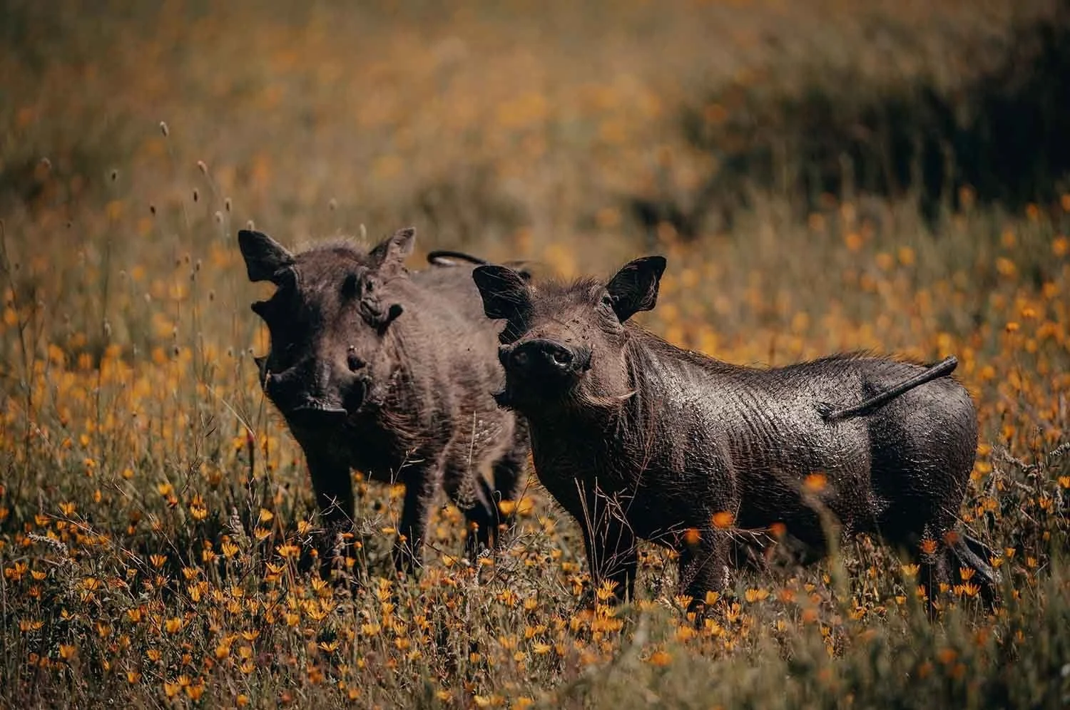 Two warthogs standing in orange wildflowers