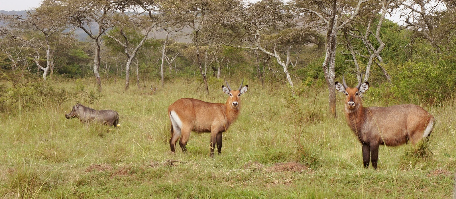 Waterbuck grazing in open grassland in Lake Mburo National Park