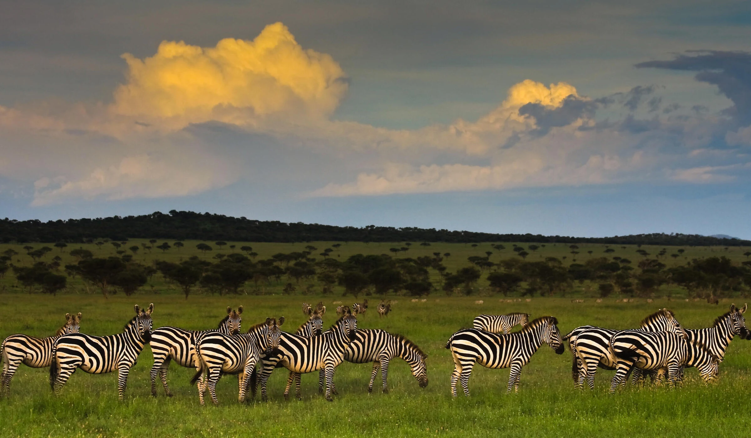 Zebra herd on lush green grass under yellow lit clouds