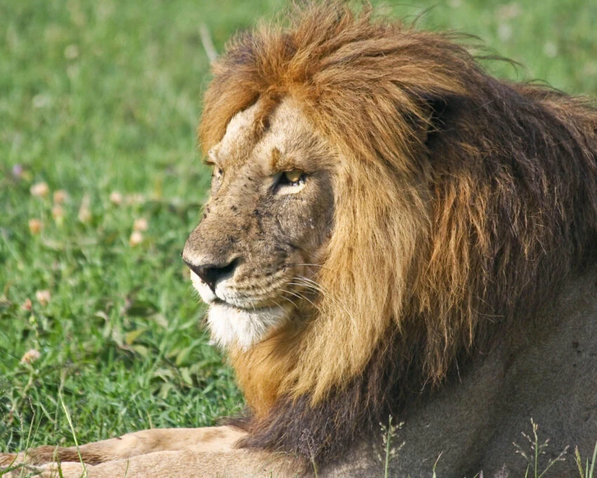 Male lion resting on green grass, close portrait