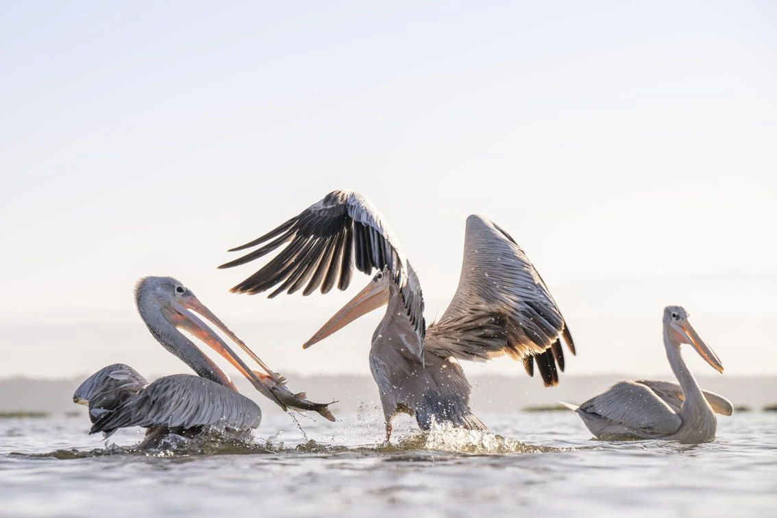 Pelicans splashing in shallow lake water