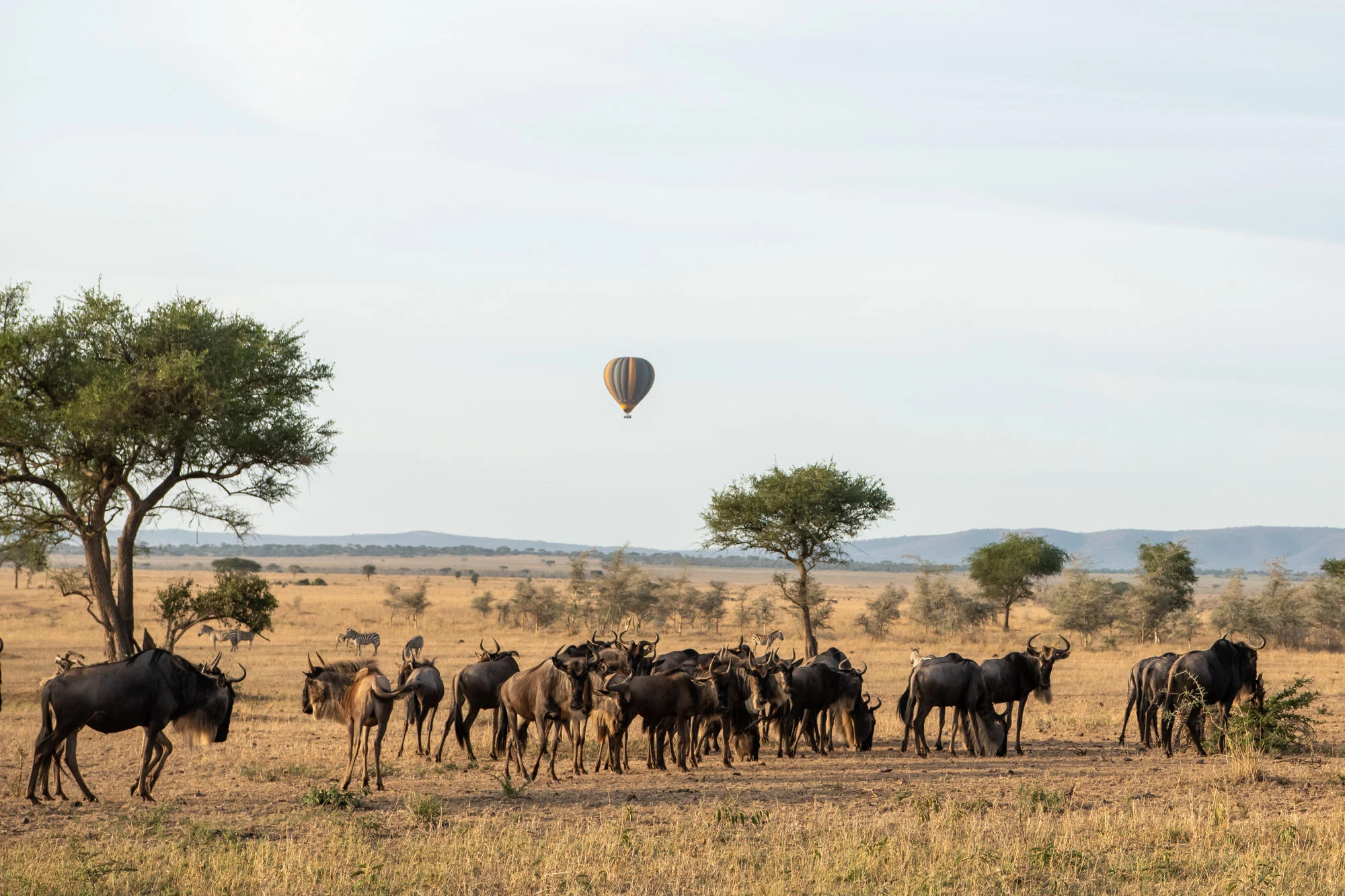 A hot-air balloon flying over a wildebeest herd in the Grumeti Reserve
