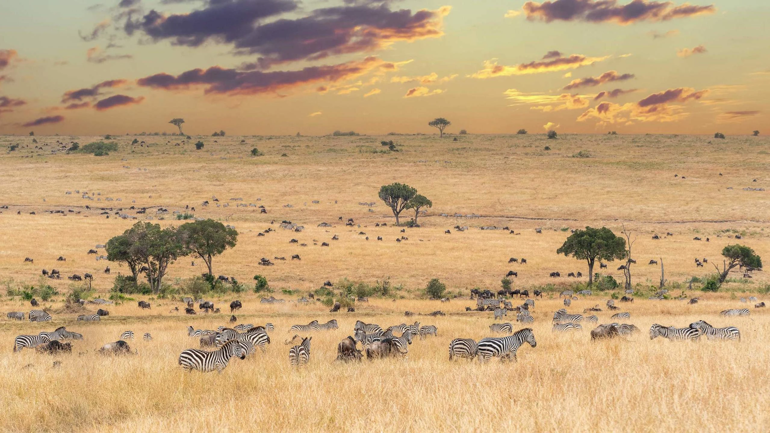 Zebras scattered across golden Mara plain under sunset clouds