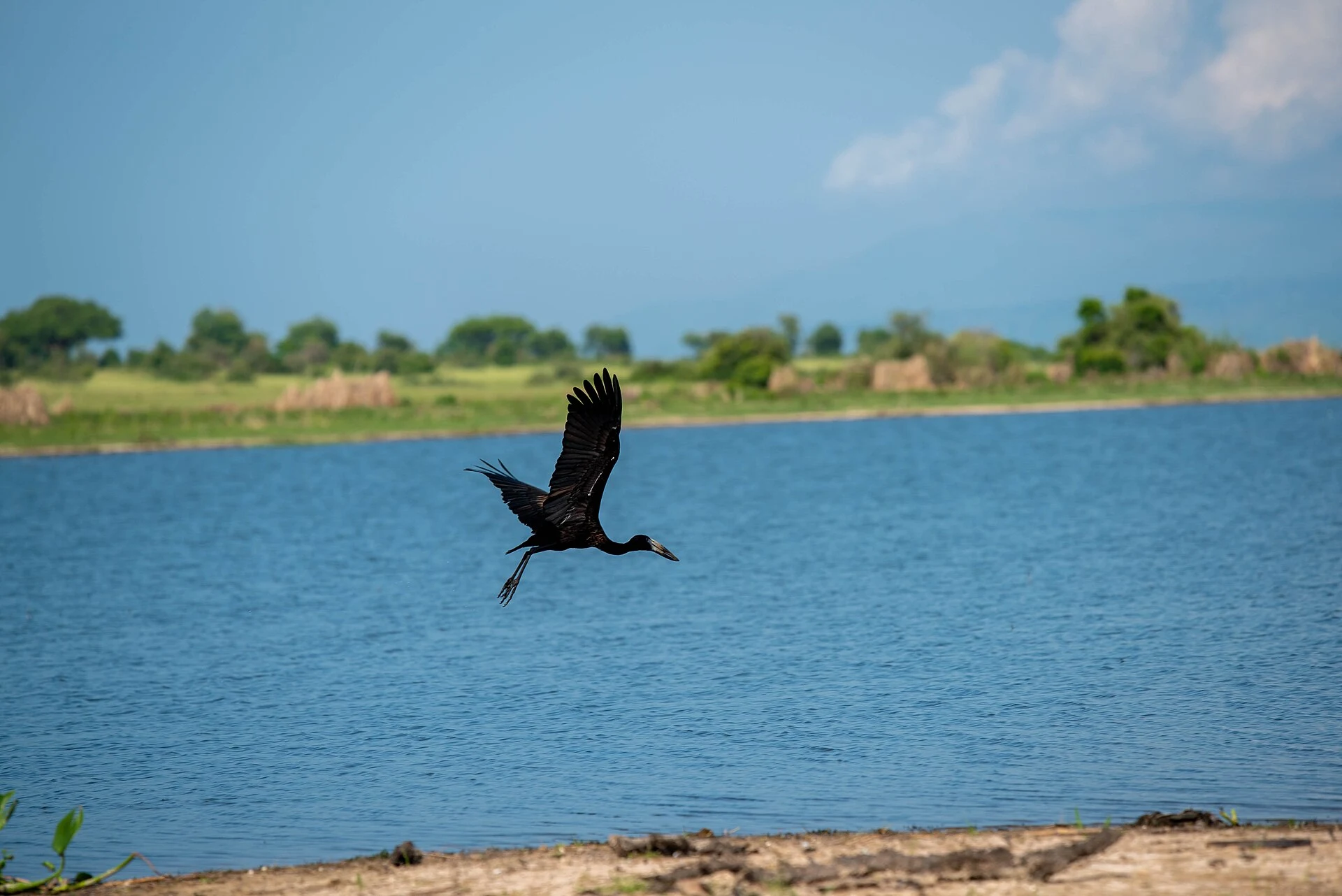 An African openbill flying low over the Nile in Murchison Falls National Park