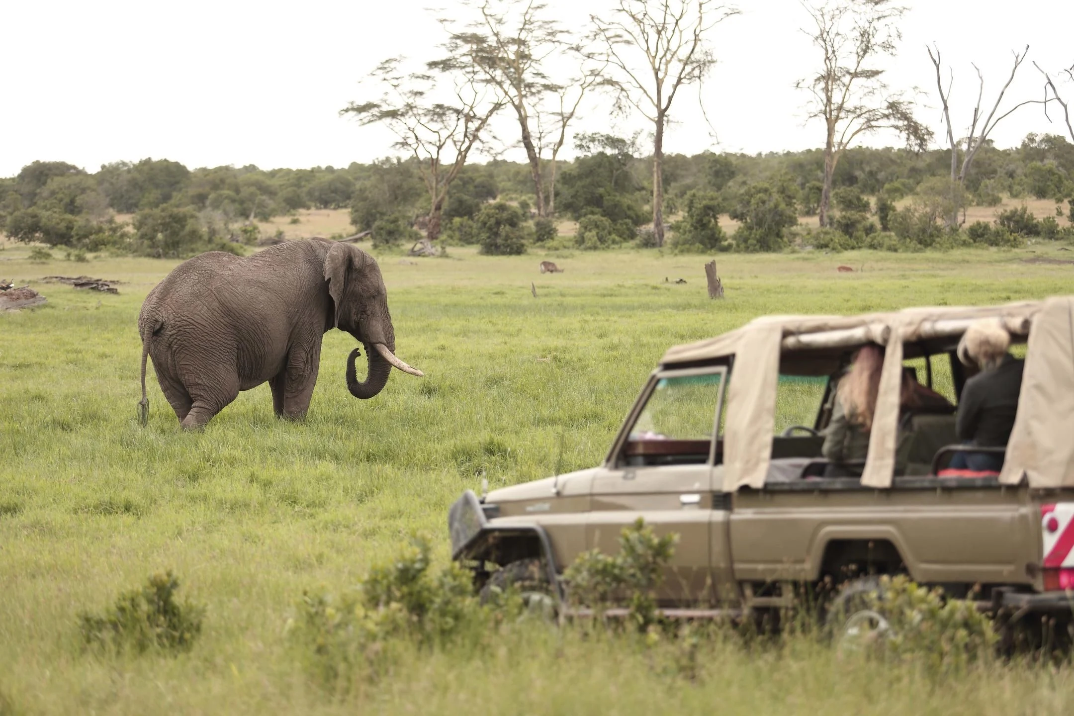 Elephant in green grass beside an open safari vehicle with guests