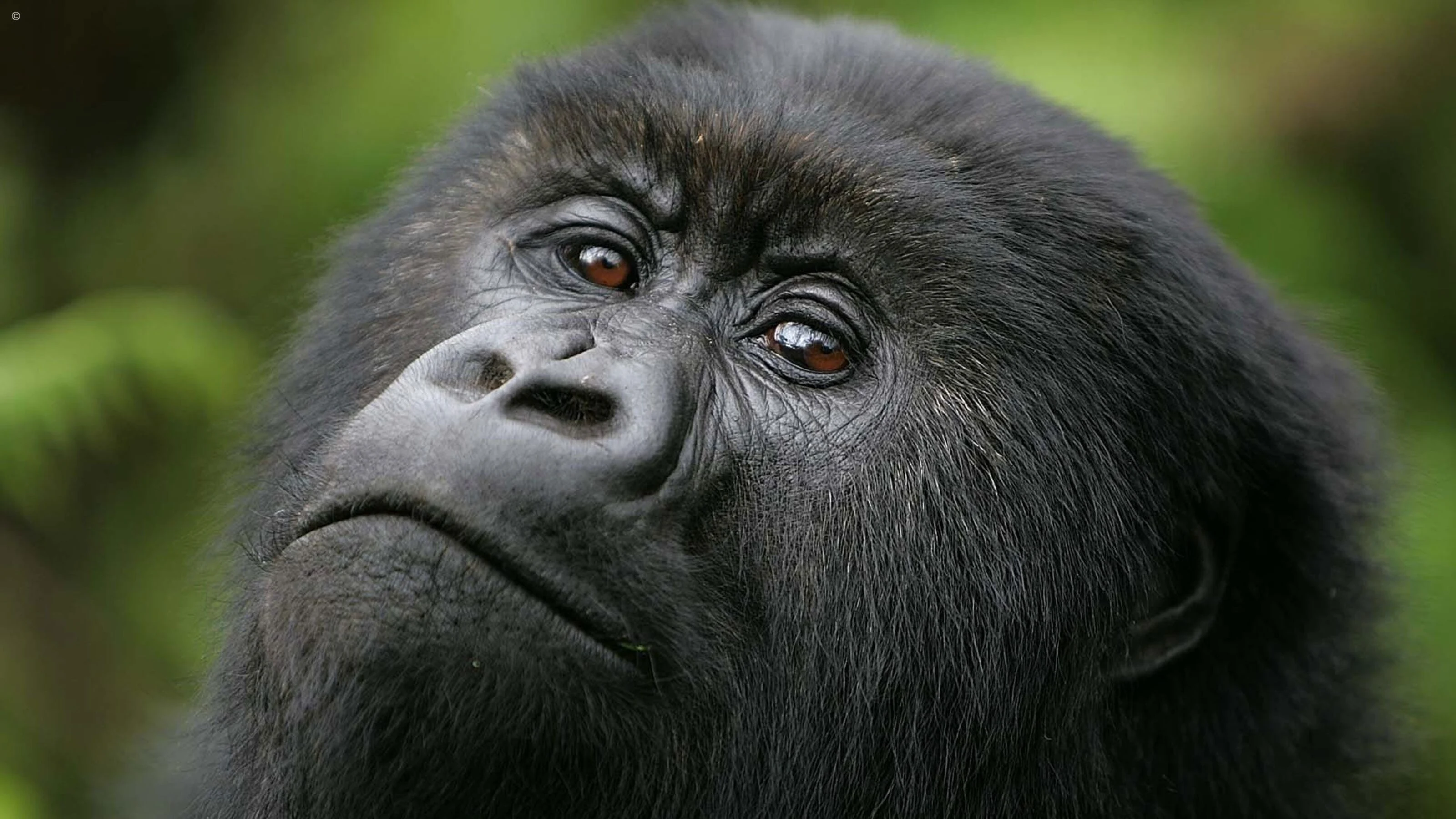 Extreme close up of a mountain gorilla's face looking upward