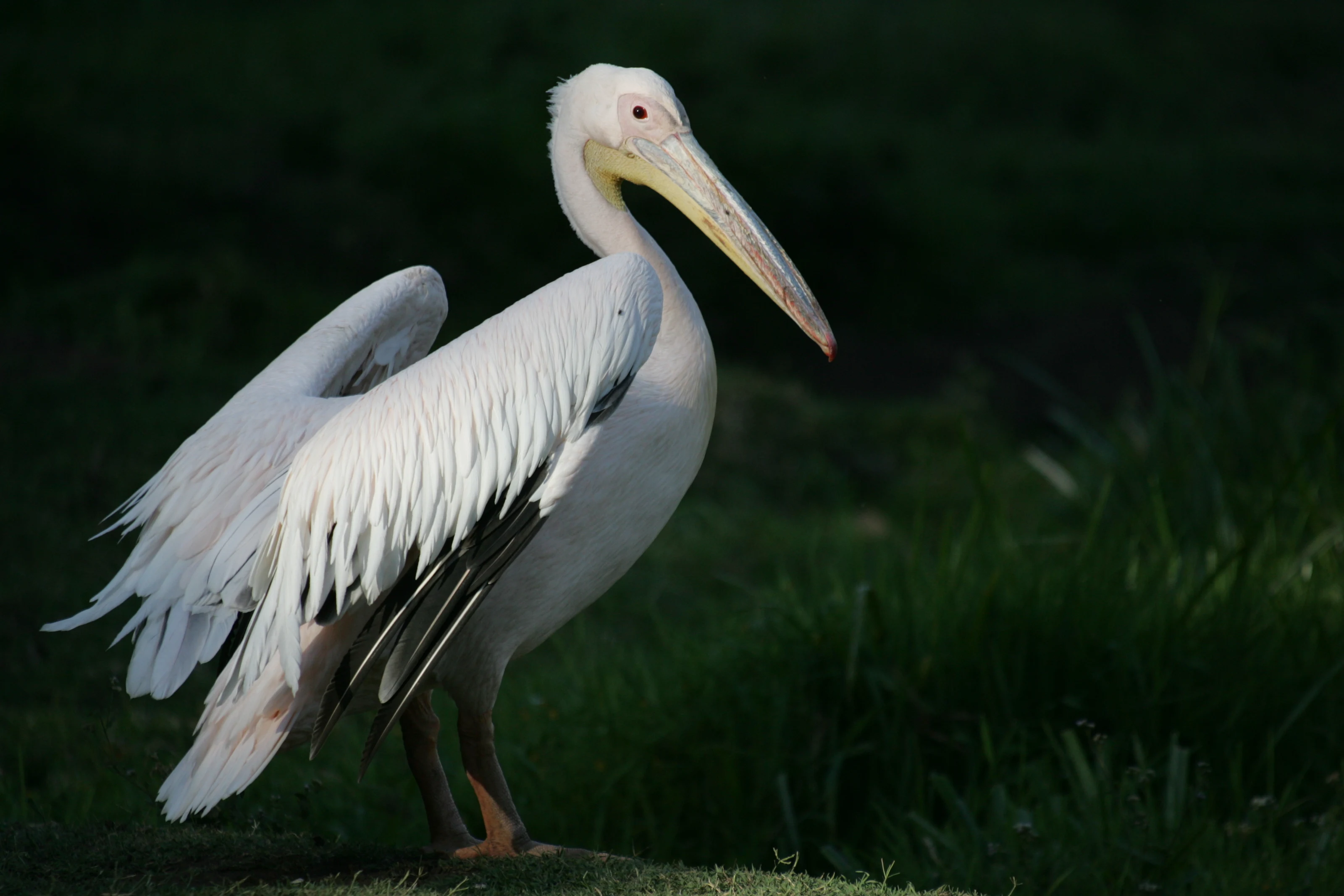 A pelican on the water at a sanctuary on Mount Meru