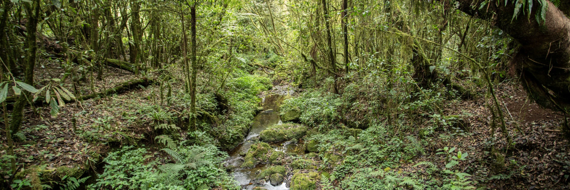 Dense green montane forest along a Kilimanjaro trail