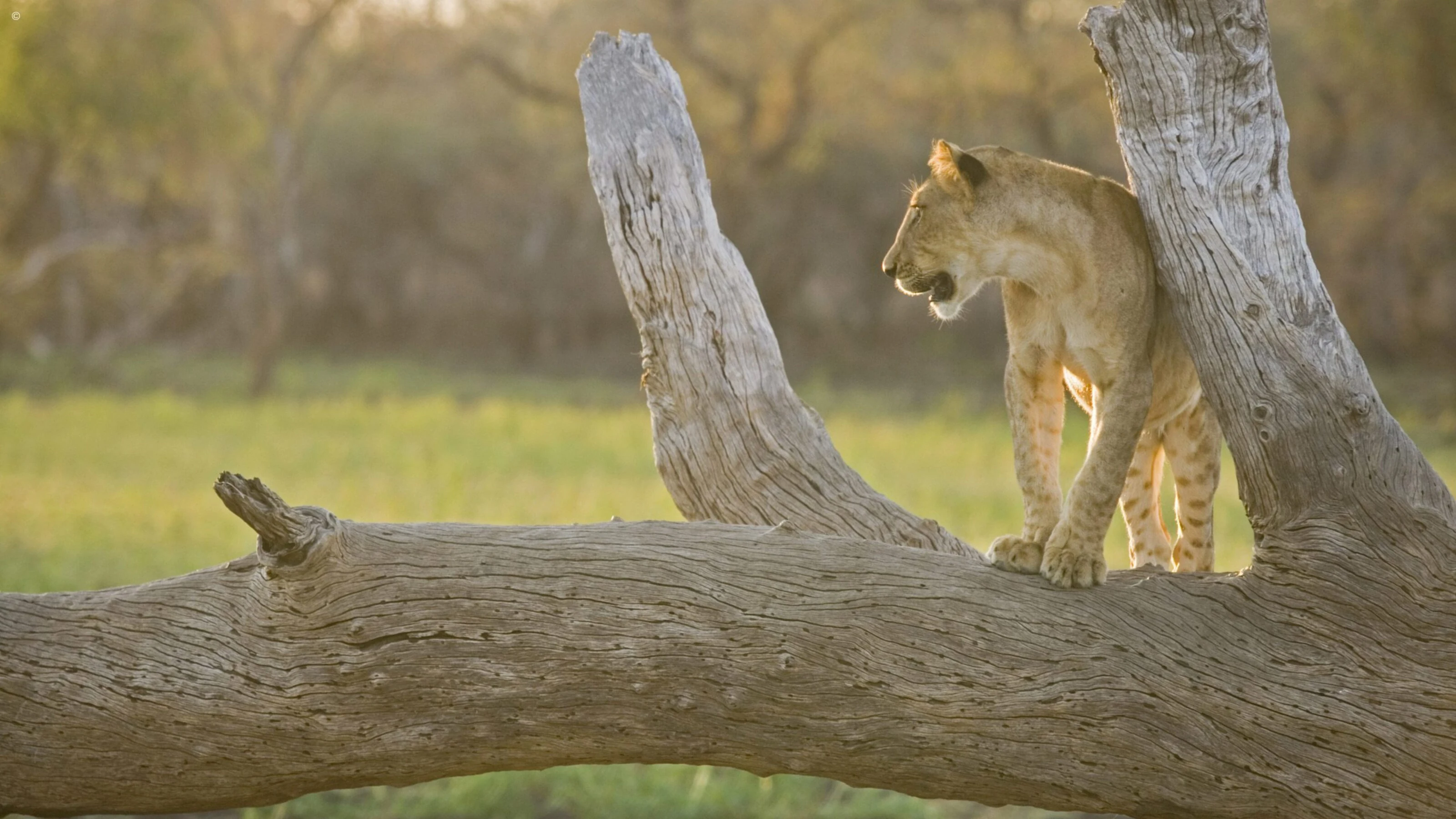 Lioness standing on a fallen dead tree trunk in green bush