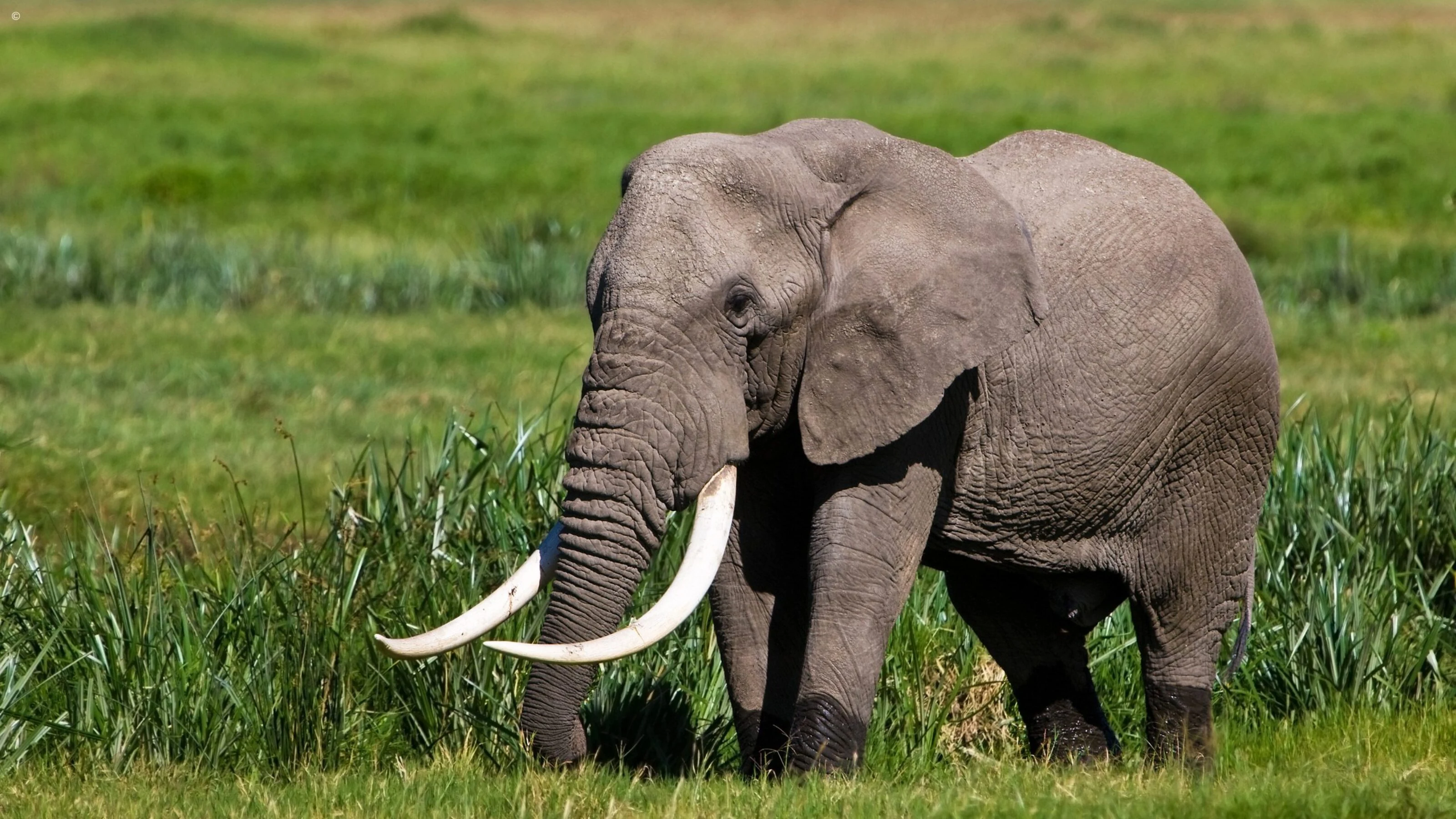 Bull elephant with long tusks standing in lush green grass