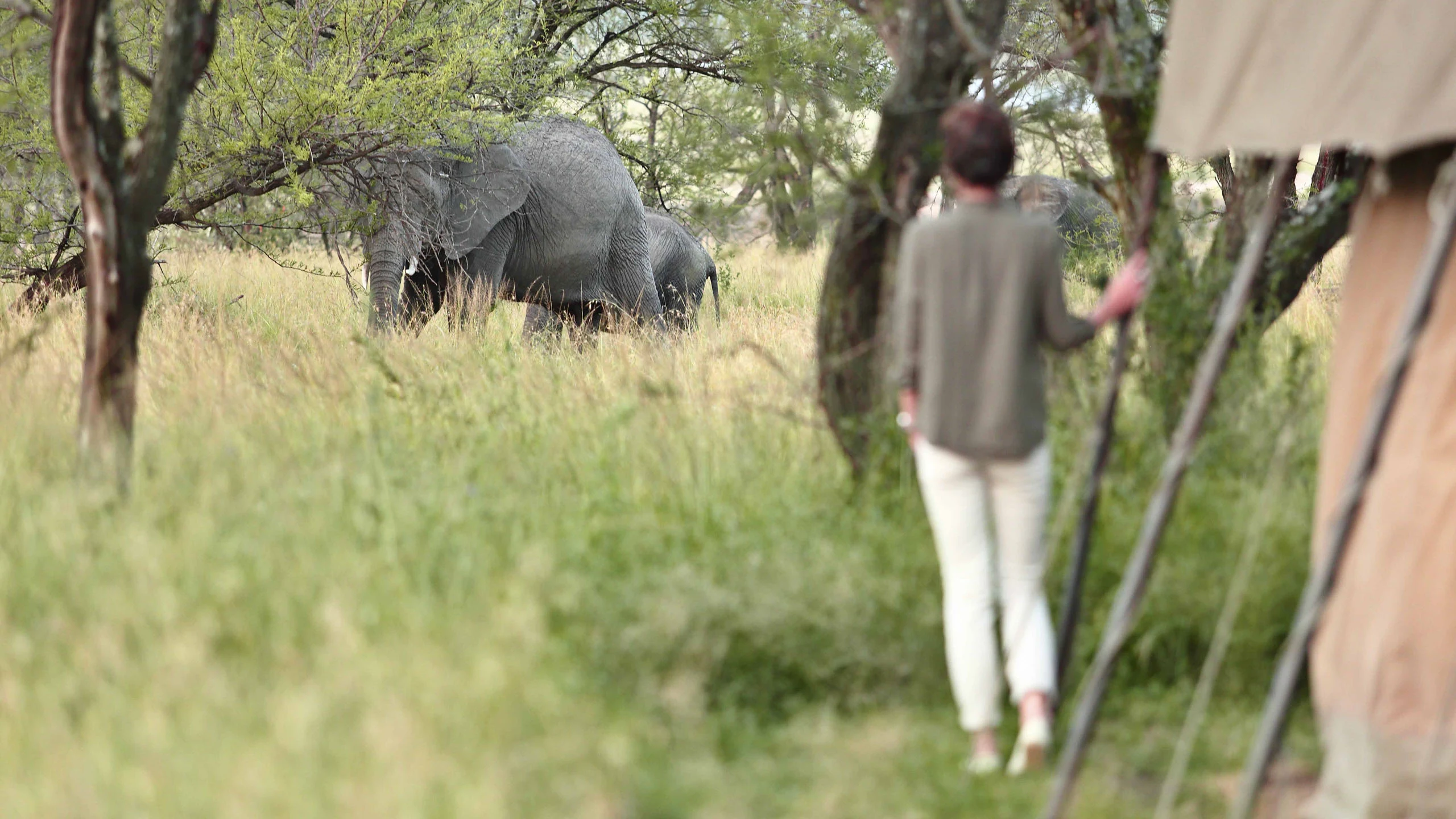 A walker watching an elephant on foot in the Serengeti