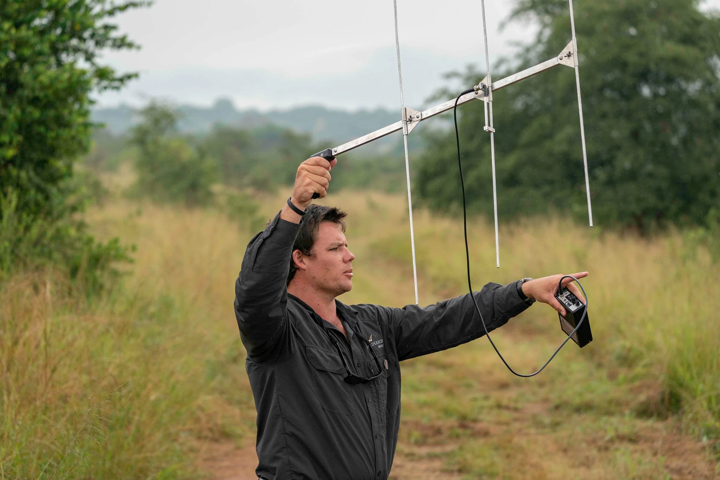 A researcher holding up a radio-tracking antenna in grassland at Akagera