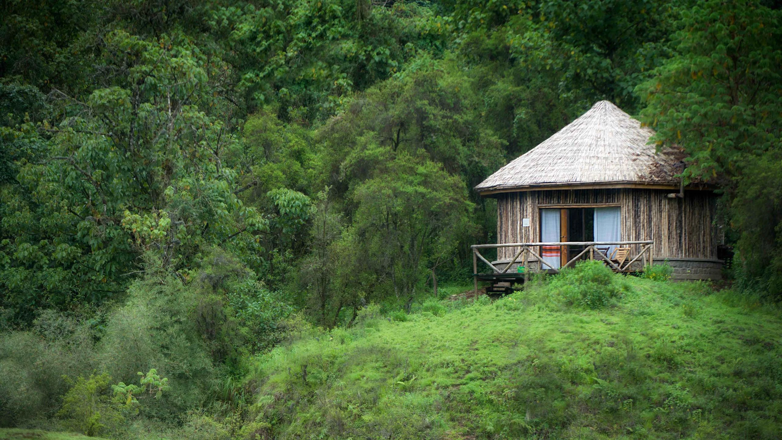 Round thatched cabin set in green forest at Bale Mountain Lodge