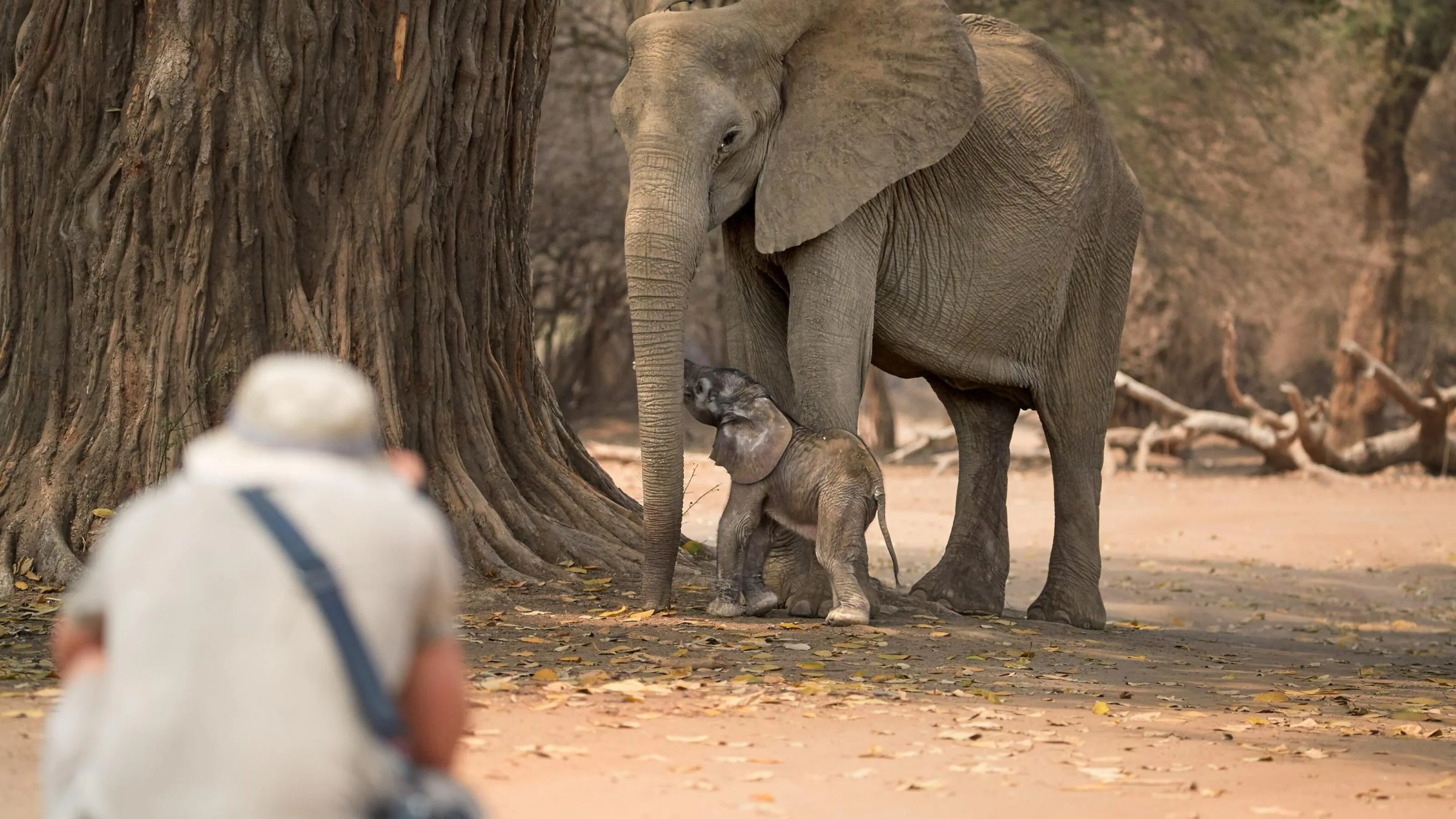 A traveller photographing an elephant mother and her calf