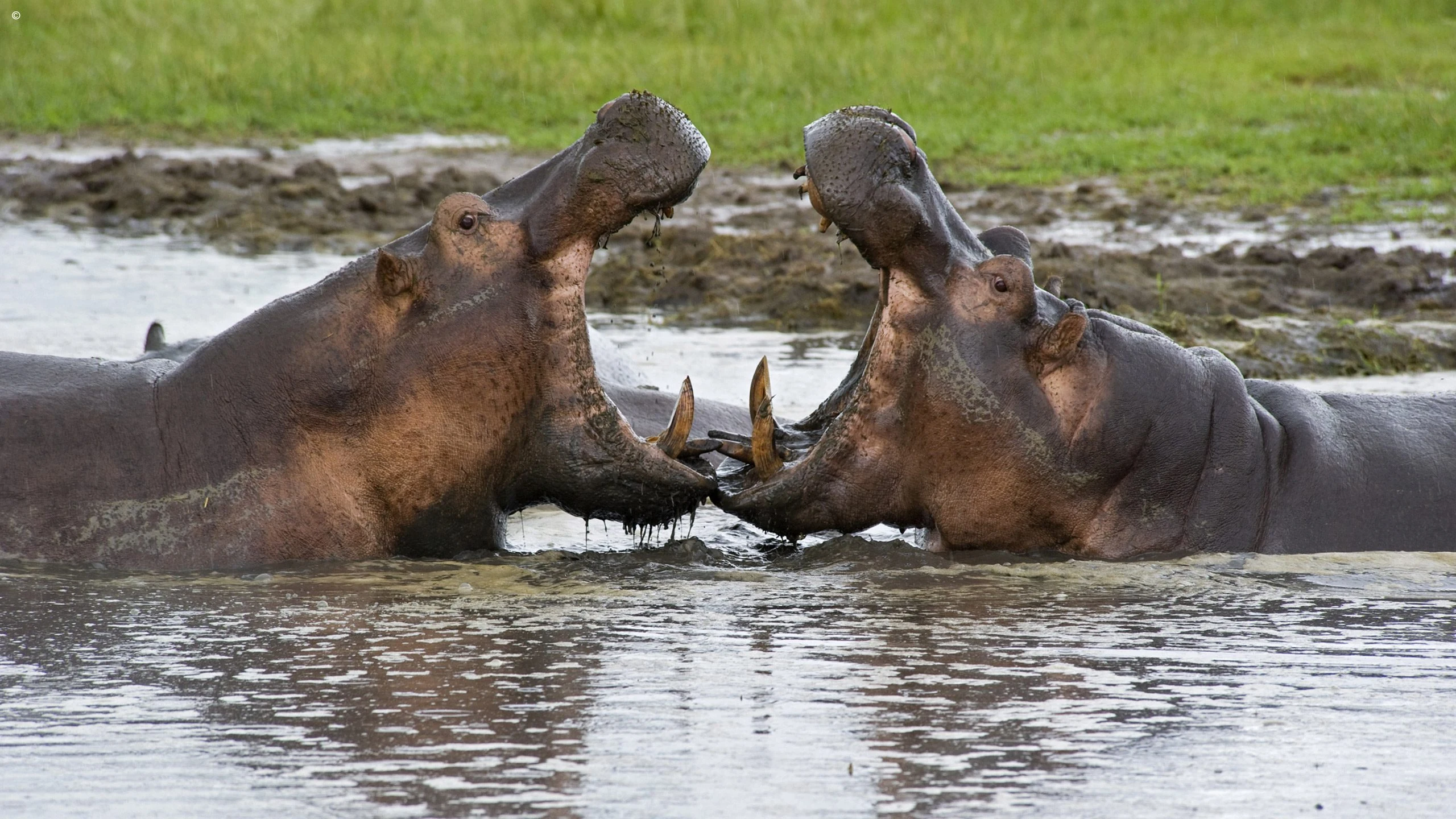 Two hippos facing each other with mouths open