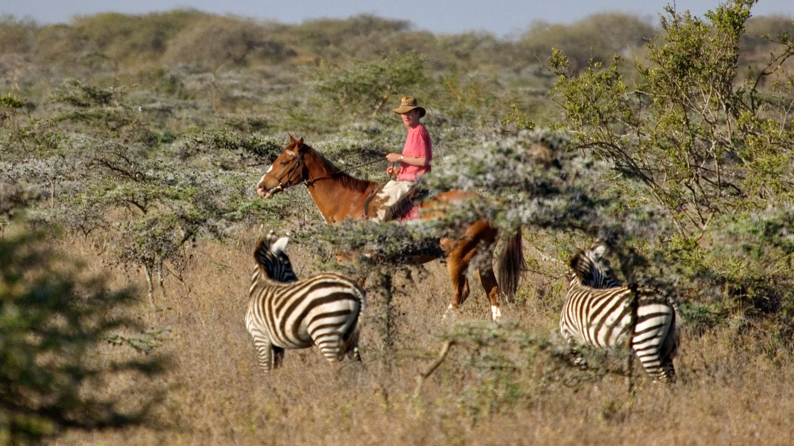 A rider on horseback passing zebras in acacia bushland