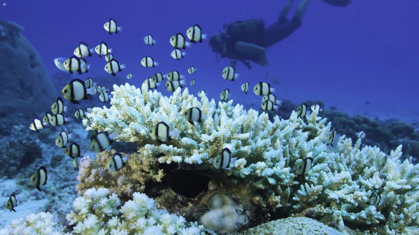 Bleached coral with a shoal of small fish and a diver above
