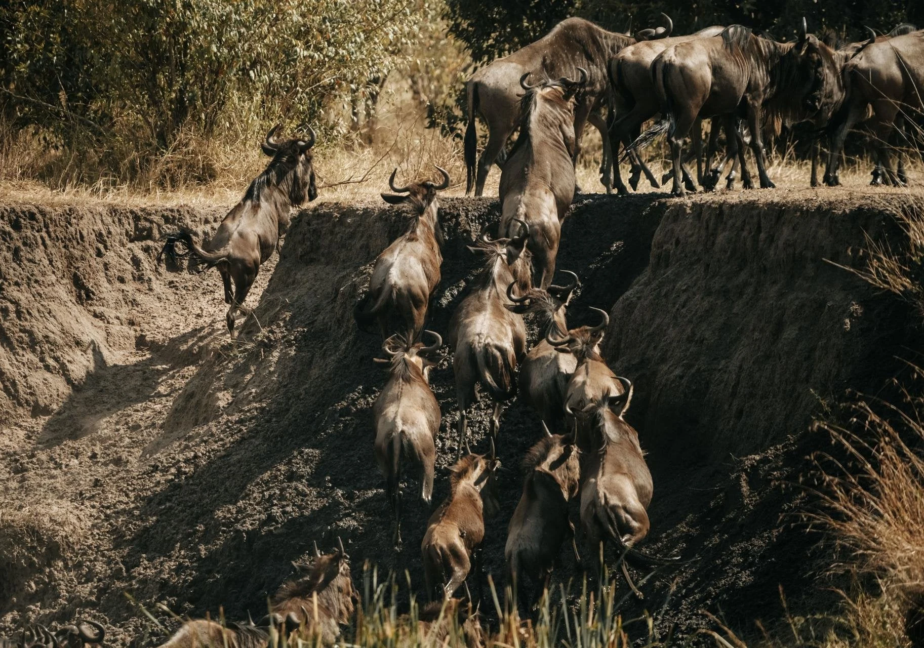 Wildebeest climbing a steep sandy gorge bank in warm moody light