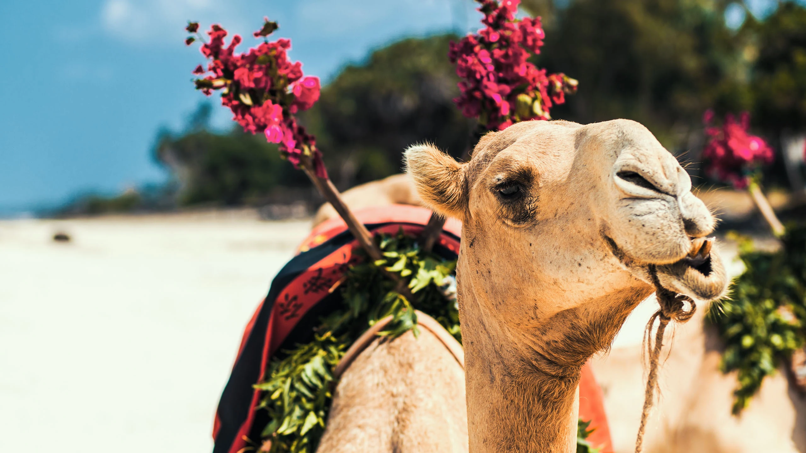 Camel decorated with pink flowers on the sand at Diani Beach