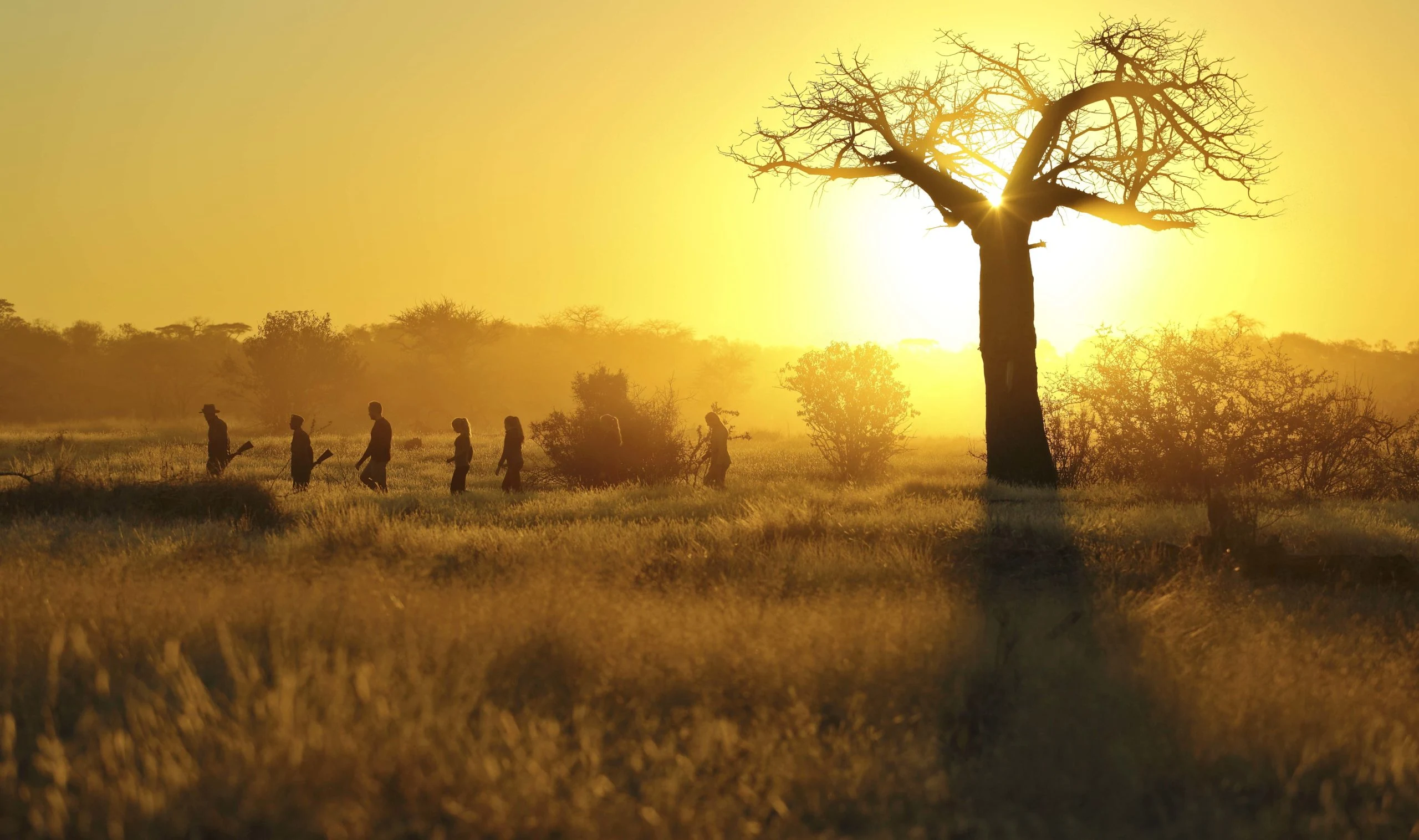 A walking party passes a baobab tree in warm golden light