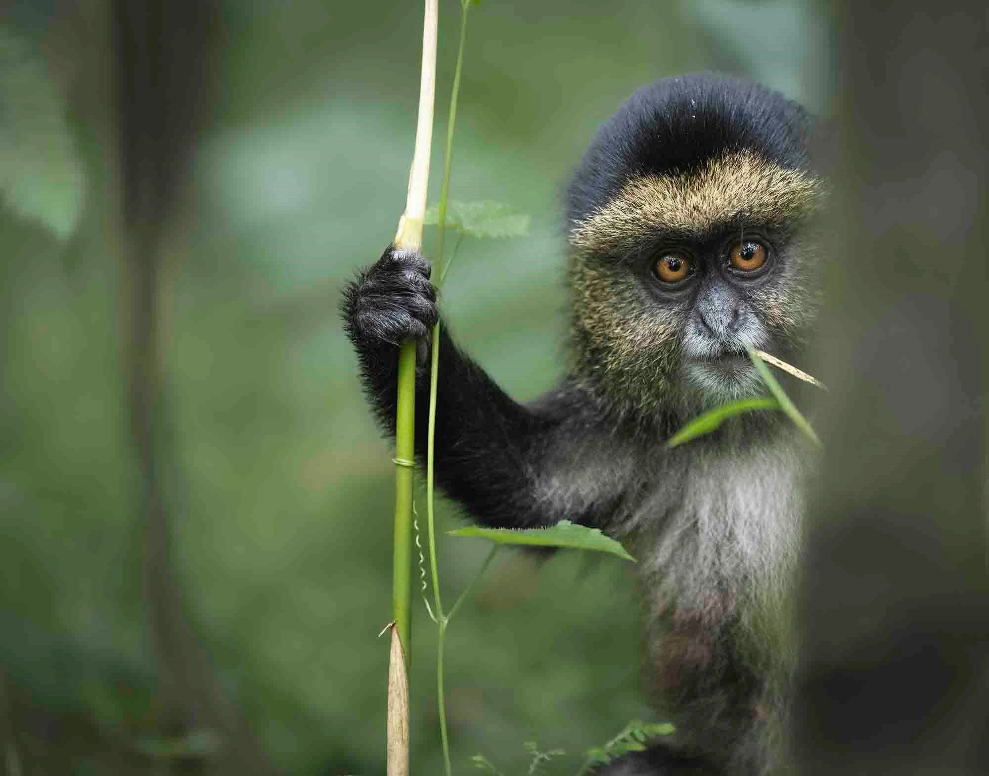 A golden monkey clutching a bamboo stalk in soft green forest light