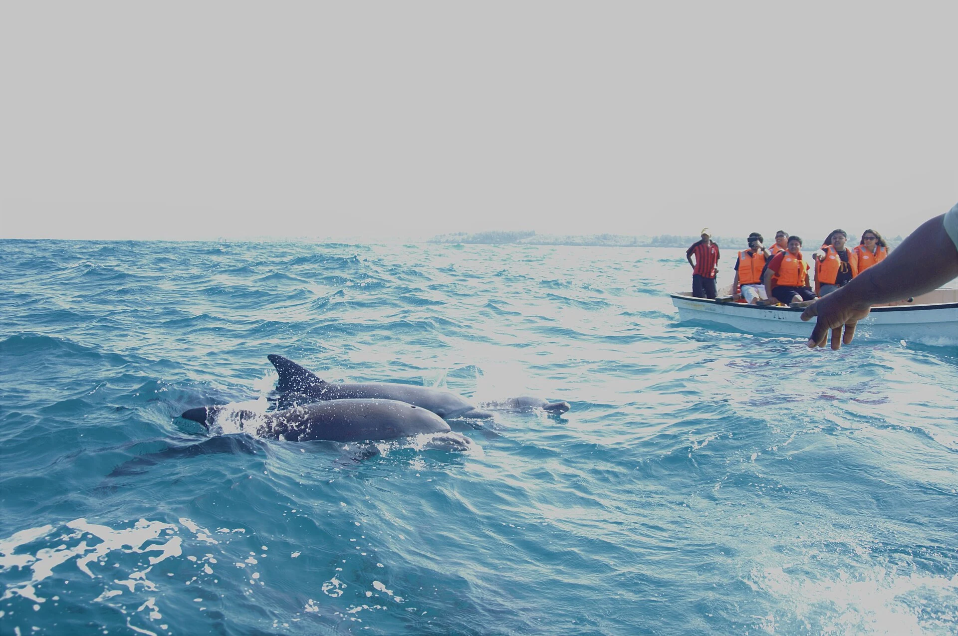 A dolphin surfacing beside a boat of tourists in life jackets off Zanzibar