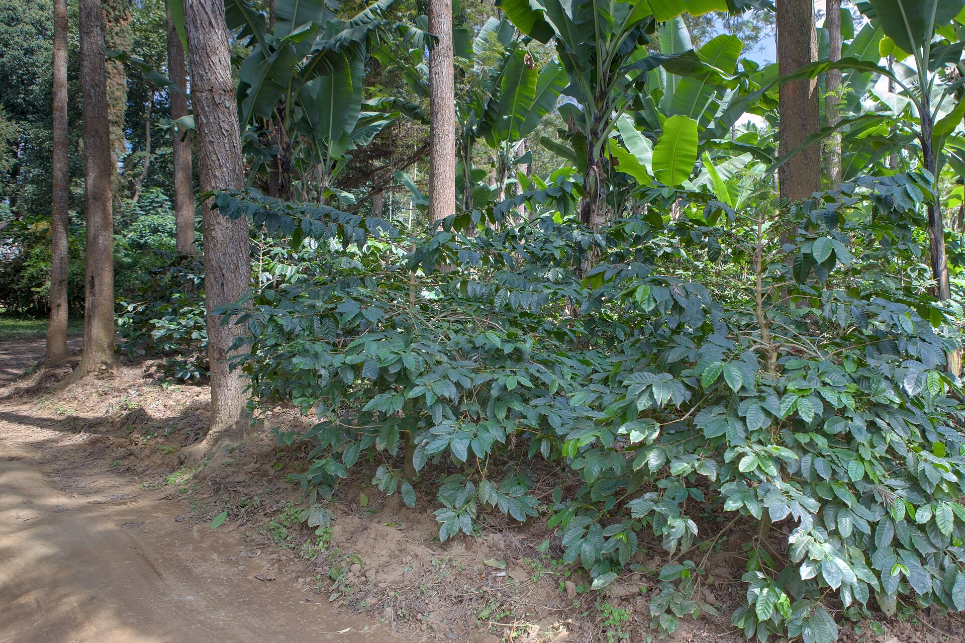 Coffee plants growing beside a footpath in Nkoaranga near Arusha