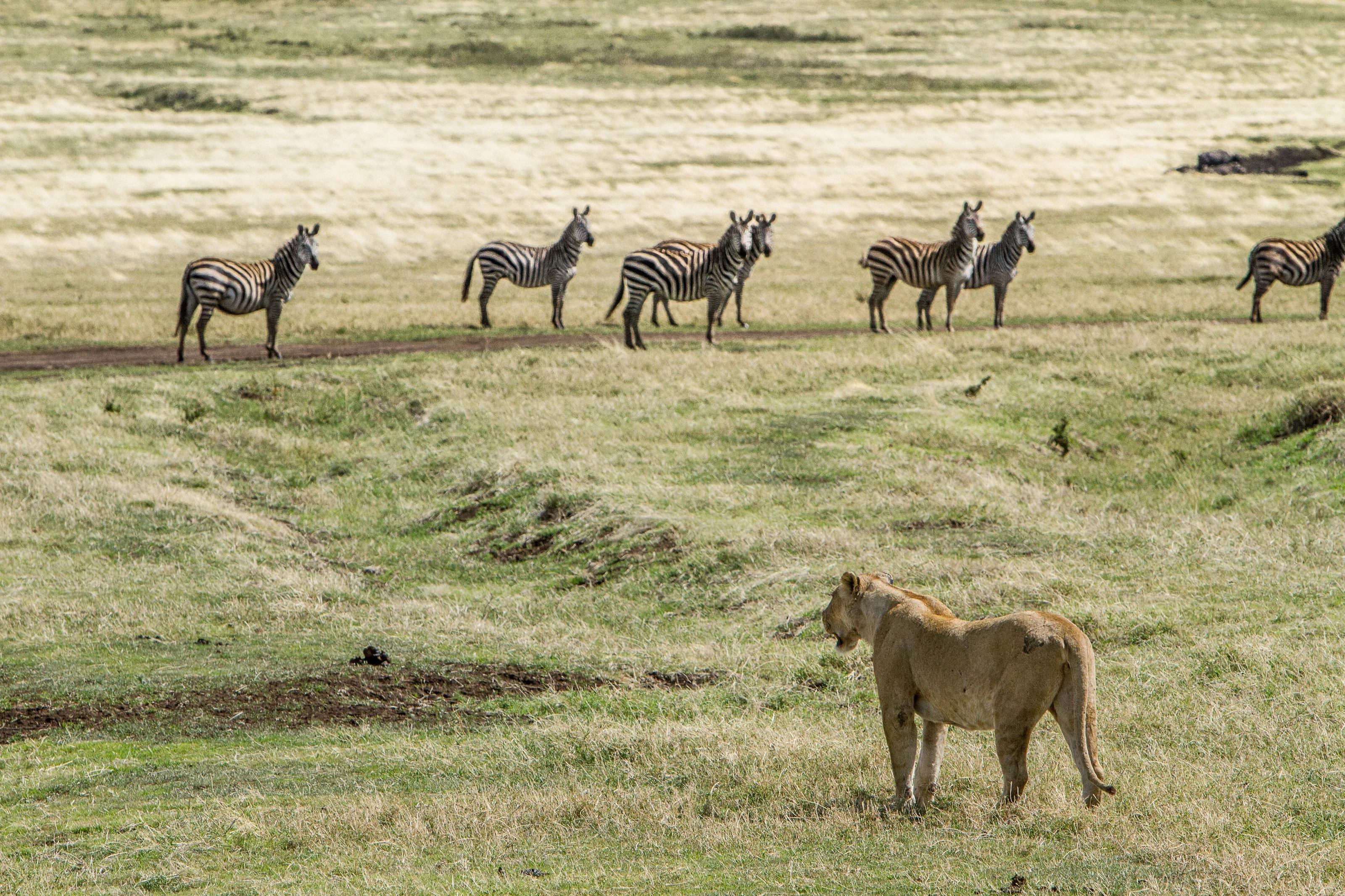 Lioness watching a line of zebra across green highland grass