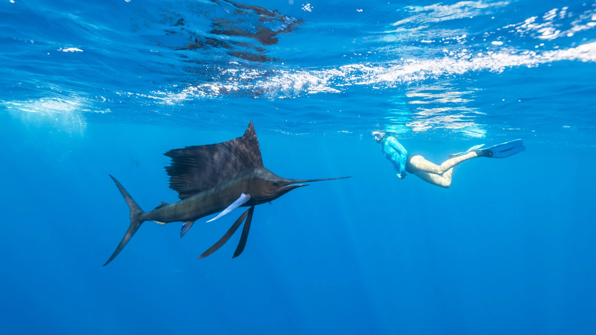 Sailfish swimming beside a snorkeller underwater