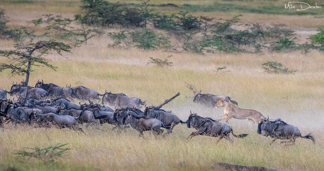 Wildebeest running across the plains during the migration in Mara North