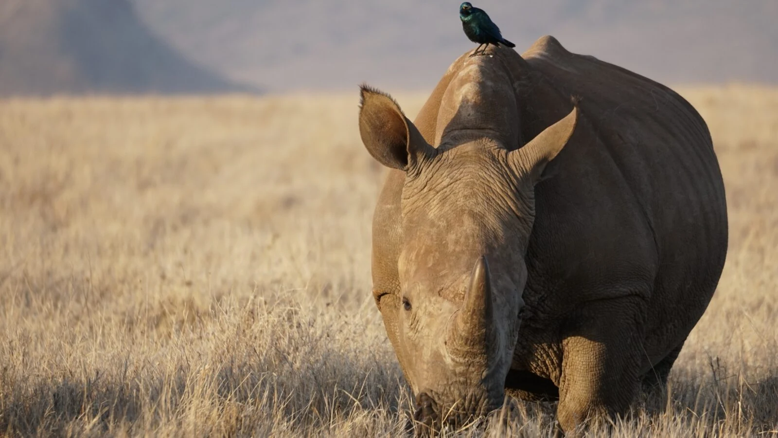 White rhino head on in dry grass with an oxpecker on its back