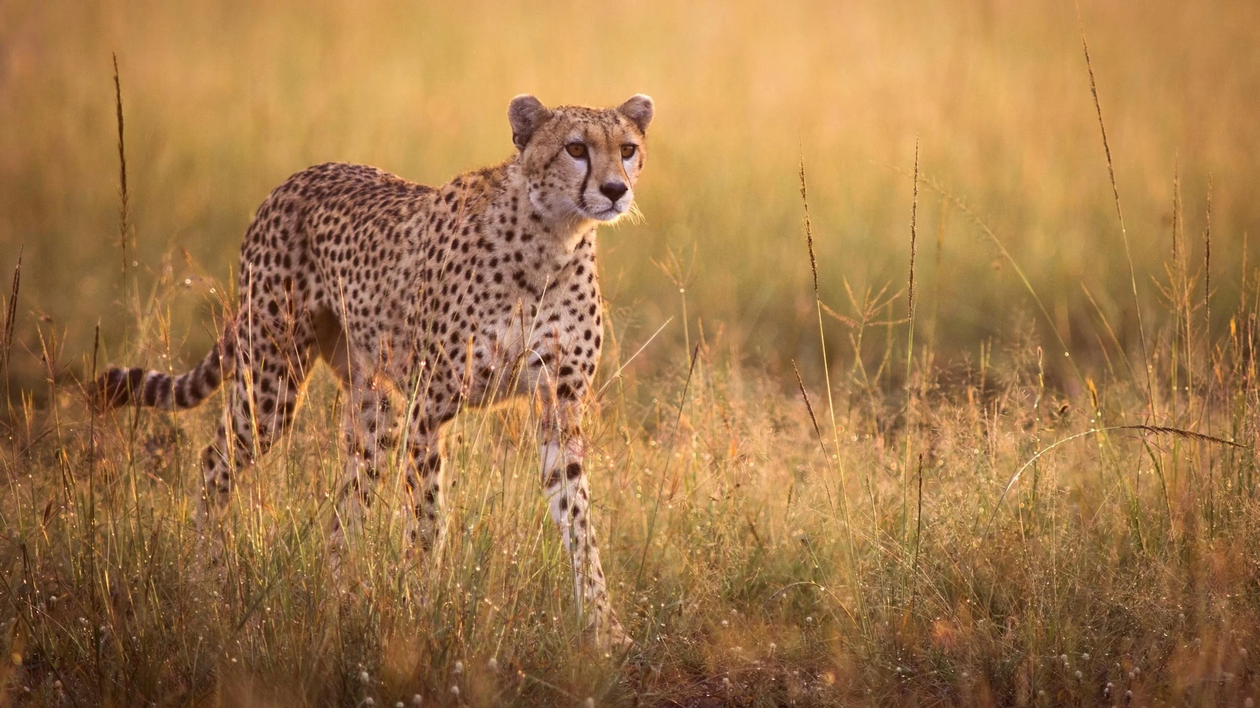Cheetah stalking through golden grass in early light