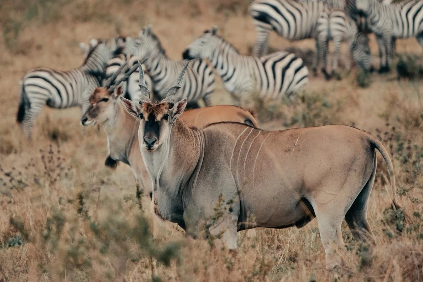 Eland in foreground with zebras behind in dry grass