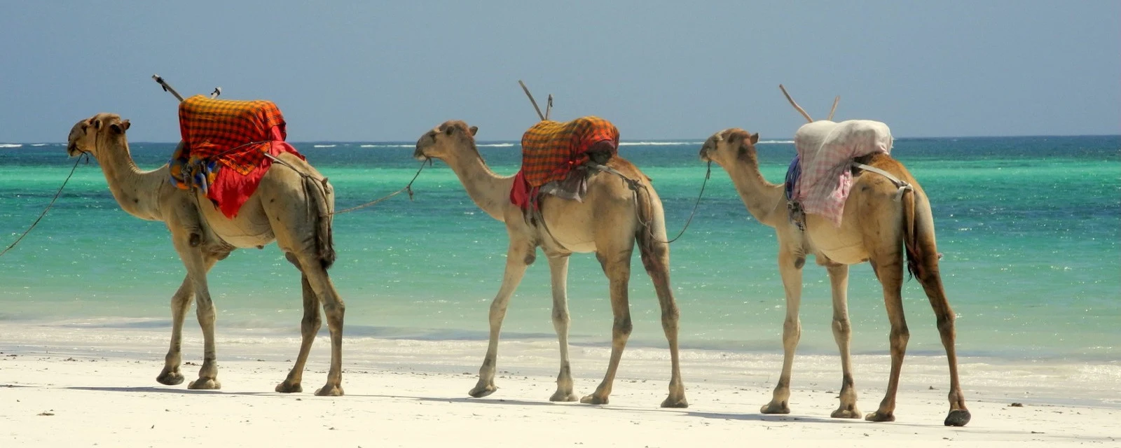 Three saddled camels walking along a white beach on the coast north of Mombasa